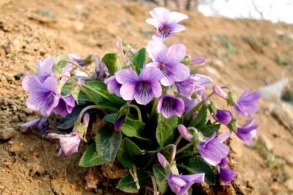 紫罗兰图片大全 紫罗兰花语(传说、寓意)