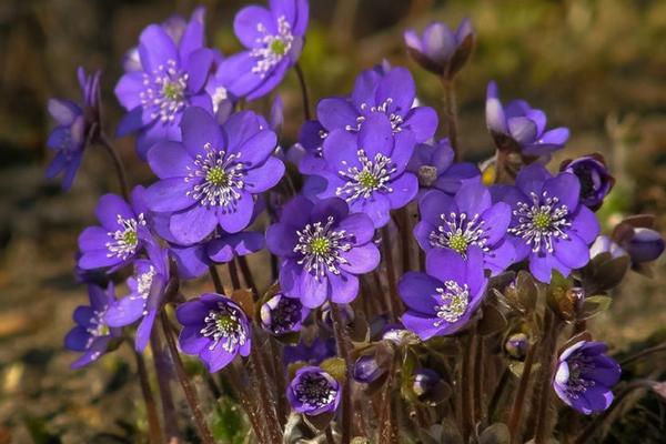 紫罗兰图片大全 紫罗兰花语(传说、寓意)