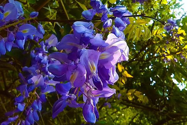 紫罗兰图片大全 紫罗兰花语(传说、寓意)