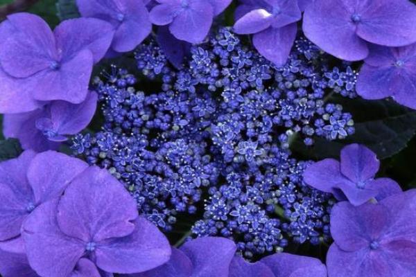 紫罗兰图片大全 紫罗兰花语(传说、寓意)