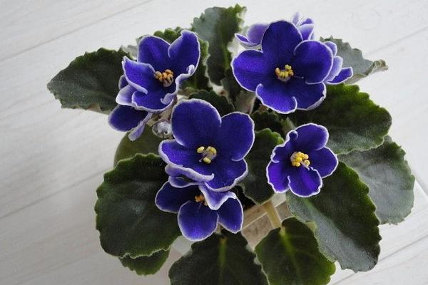 紫罗兰图片大全 紫罗兰花语(传说、寓意)