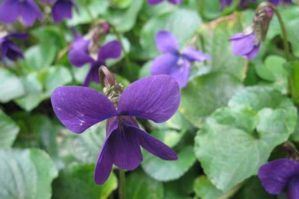 紫罗兰图片大全 紫罗兰花语(传说、寓意)