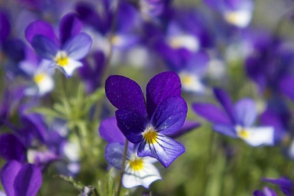 紫罗兰图片大全 紫罗兰花语(传说、寓意)