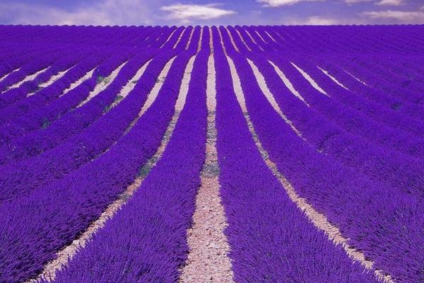 紫罗兰图片大全 紫罗兰花语(传说、寓意)