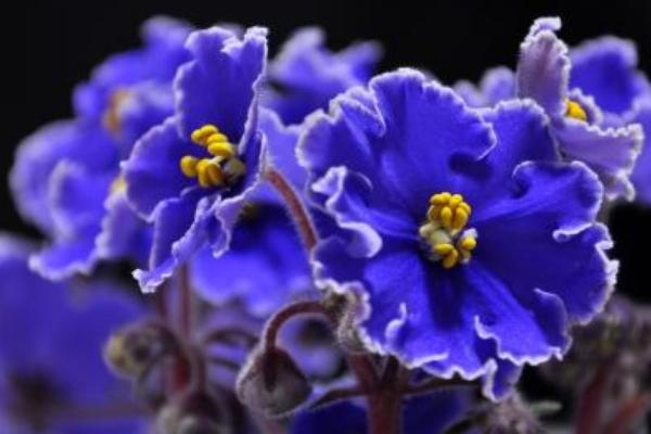 紫罗兰图片大全 紫罗兰花语(传说、寓意)