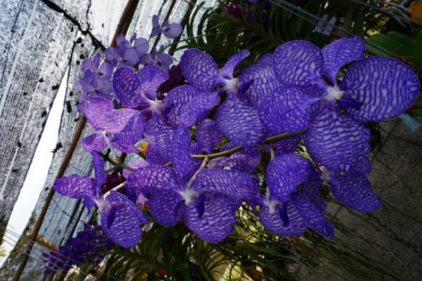 紫罗兰图片大全 紫罗兰花语(传说、寓意)