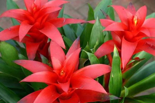 鸿运当头叶子发黄卷曲怎么办(原因及解决方法) 鸿运当头根烂了怎么办