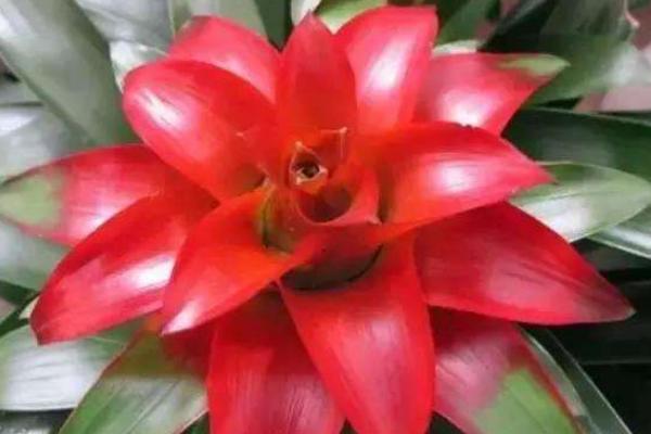 鸿运当头叶子发黄卷曲怎么办(原因及解决方法) 鸿运当头根烂了怎么办