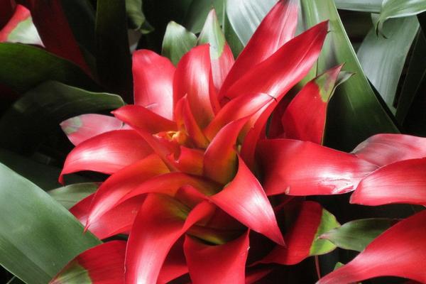 鸿运当头叶子发黄卷曲怎么办(原因及解决方法) 鸿运当头根烂了怎么办