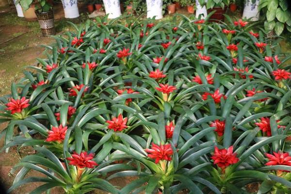 鸿运当头叶子发黄卷曲怎么办(原因及解决方法) 鸿运当头根烂了怎么办