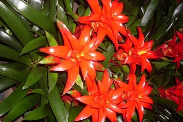 鸿运当头叶子发黄卷曲怎么办(原因及解决方法) 鸿运当头根烂了怎么办