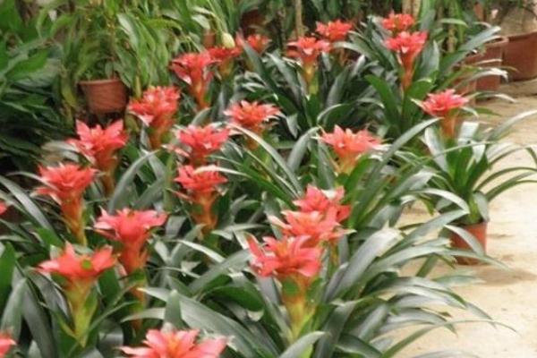 鸿运当头叶子发黄卷曲怎么办(原因及解决方法) 鸿运当头根烂了怎么办