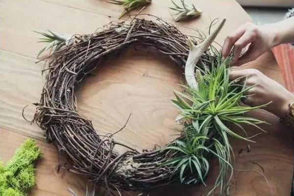 空气凤梨吸甲醛吗 空气凤梨能净化空气吗