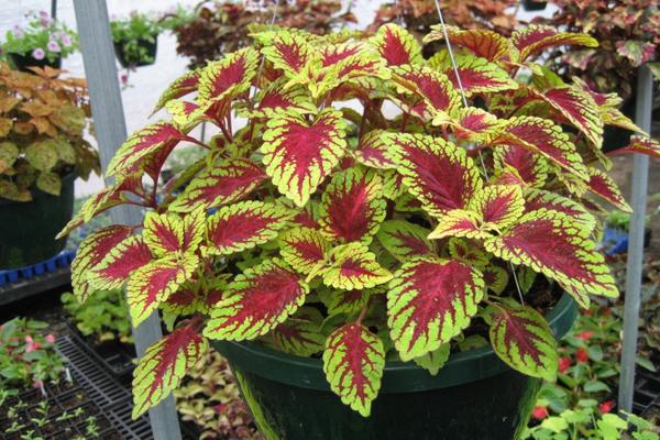 彩叶草怎么种 彩叶草养殖方法与注意事项