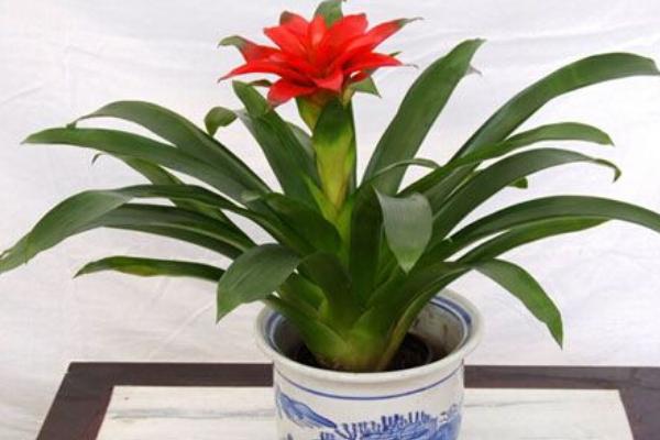 鸿运当头冬天怎么养 鸿运当头的四季养护方法