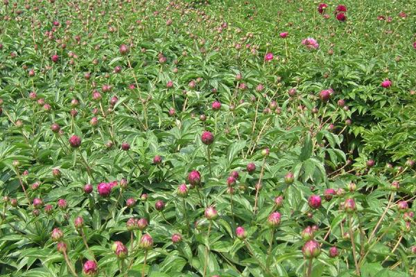 芍药怎么种 芍药花的种植方法与注意事项