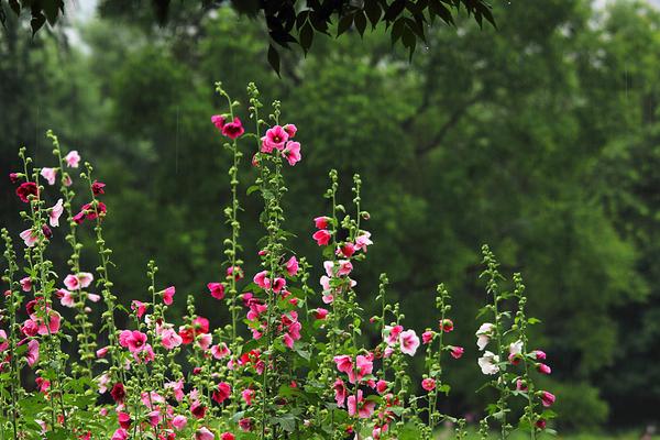 蜀葵的种植方法与注意事项 蜀葵有哪些品种