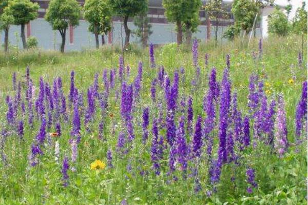 飞燕草种子市场价格多少钱一斤 飞燕草种子怎么种