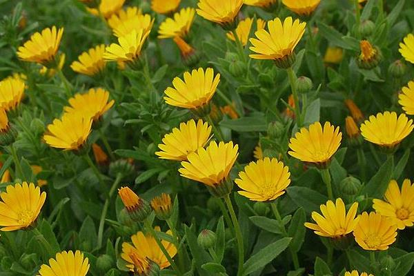 金盏菊的产地在哪里 金盏菊的生长习性