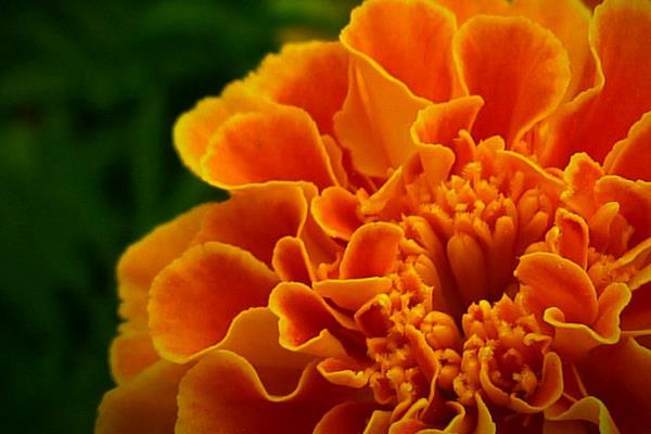 金盏菊的产地在哪里 金盏菊的生长习性