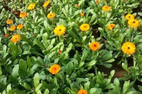 金盏菊的产地在哪里 金盏菊的生长习性