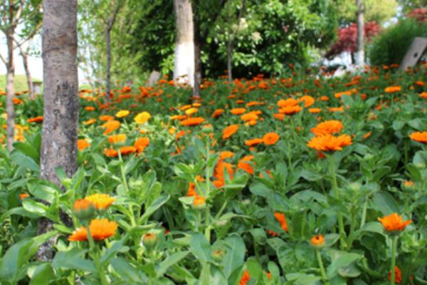 金盏菊的产地在哪里 金盏菊的生长习性