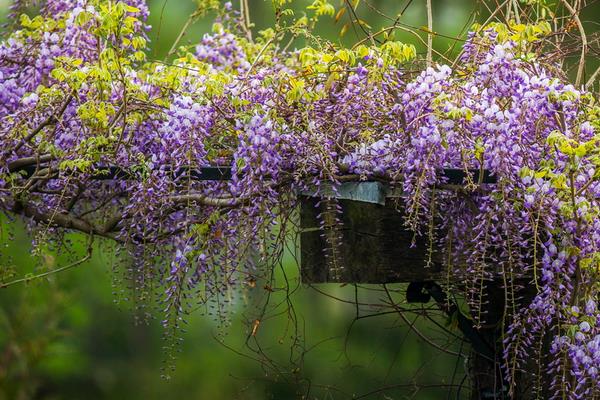 紫罗兰的原产地在哪里 紫罗兰的生长习性