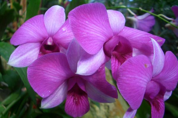 紫罗兰的原产地在哪里 紫罗兰的生长习性