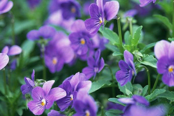 紫罗兰的原产地在哪里 紫罗兰的生长习性