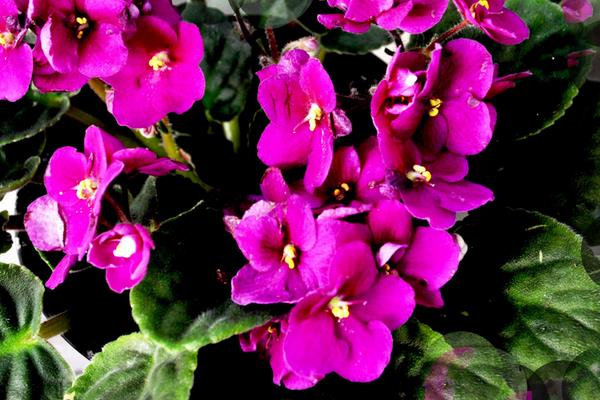 紫罗兰的折法（图解步骤）  紫罗兰的花语和传说