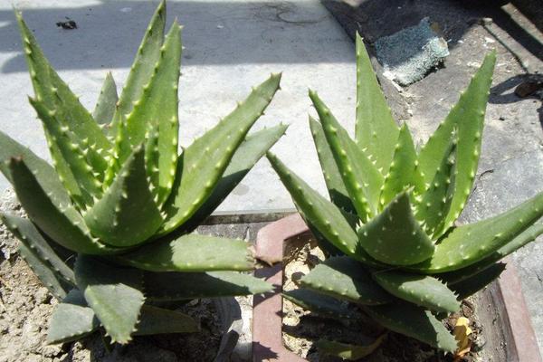 新鲜芦荟怎么保存 芦荟怎么弄成汁