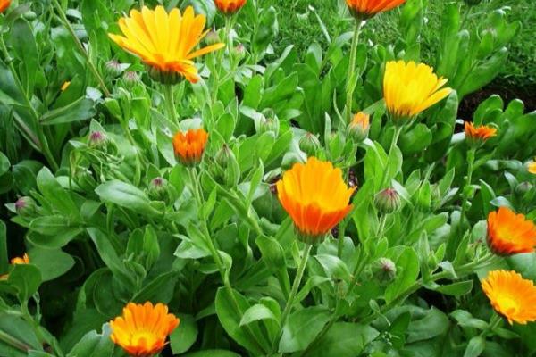 金盏菊泡水喝的功效与作用 金盏菊的泡法