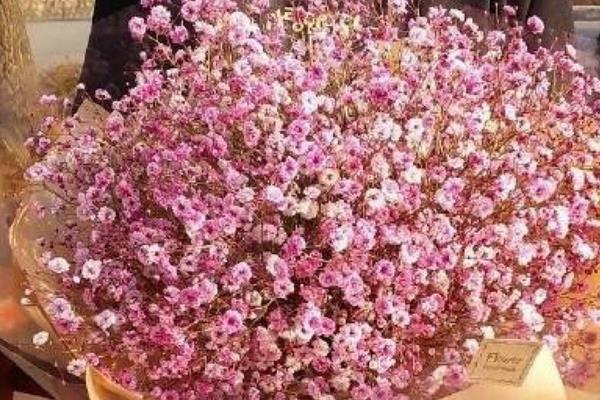 满天星市场价格多少钱一束  六月雪和满天星的区别