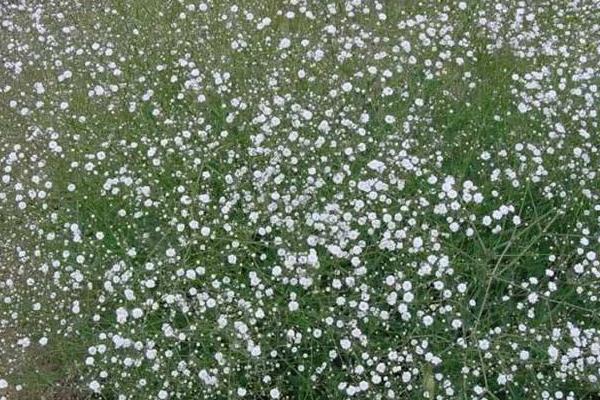 满天星好养吗  满天星的品种大全