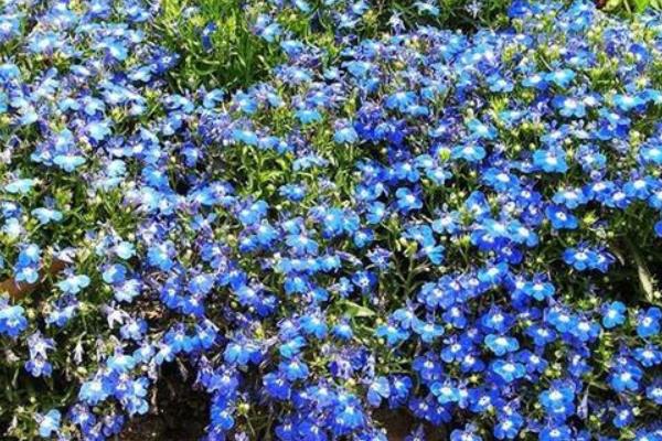 六倍利什么时候开花(几月) 六倍利播种时间