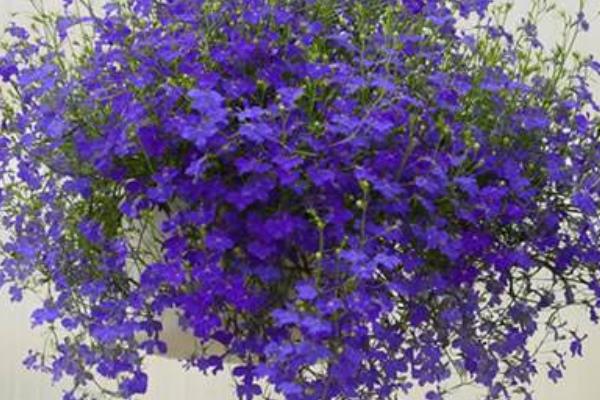 六倍利什么时候开花(几月) 六倍利播种时间