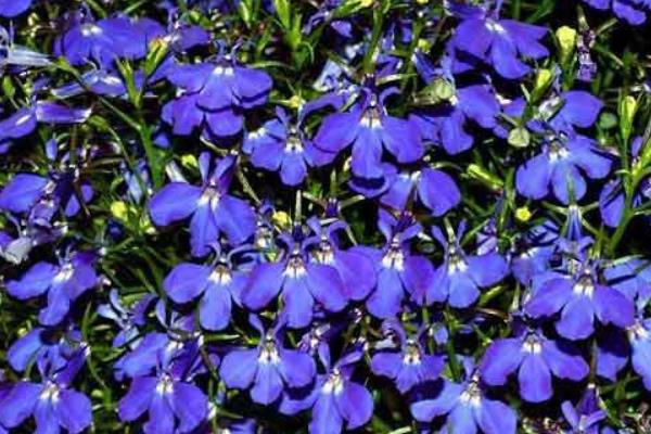 六倍利什么时候开花(几月) 六倍利播种时间