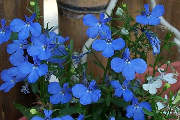 六倍利什么时候开花(几月) 六倍利播种时间