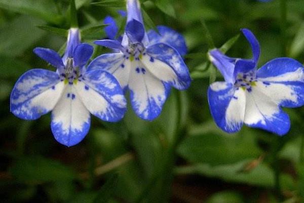 六倍利什么时候开花(几月) 六倍利播种时间