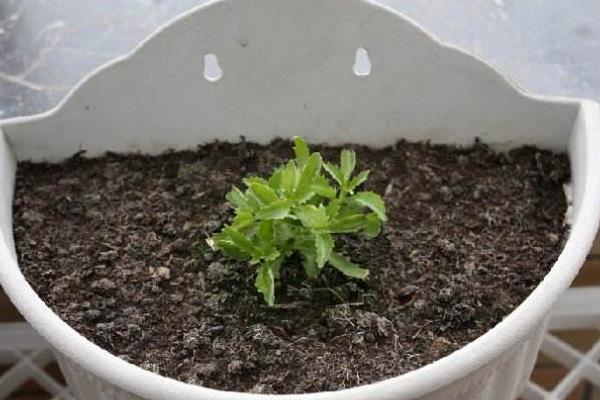 六倍利种子什么时候播种（几月）  六倍利的播种方法