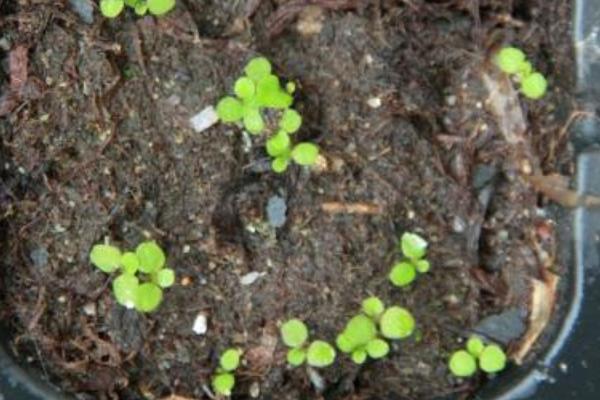 六倍利种子什么时候播种(几月) 六倍利的播种方法