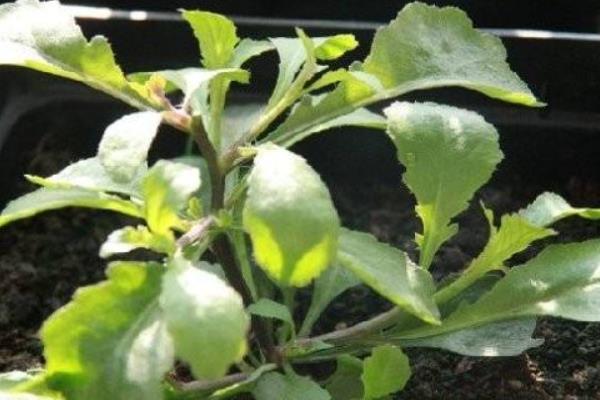 六倍利种子什么时候播种(几月) 六倍利的播种方法