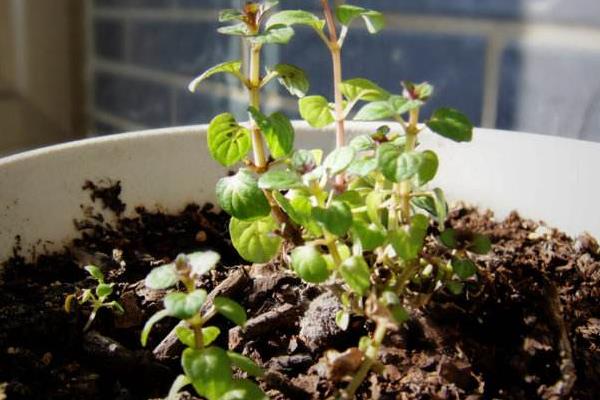 六倍利种子什么时候播种(几月) 六倍利的播种方法