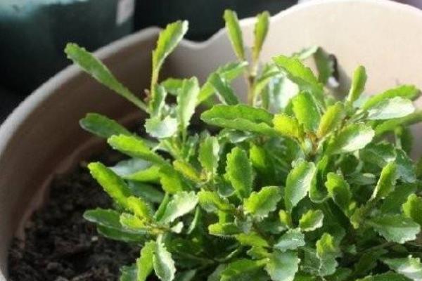 六倍利种子什么时候播种(几月) 六倍利的播种方法