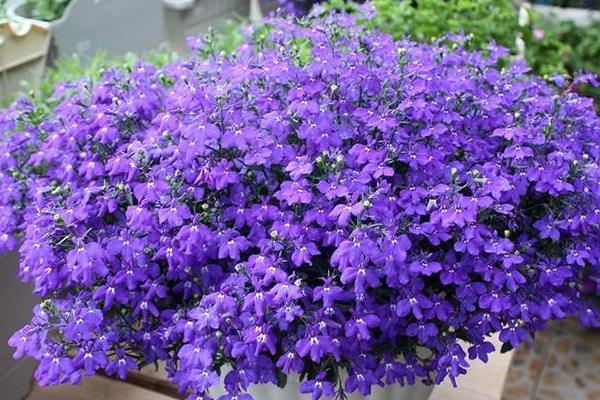 六倍利种子什么时候播种(几月) 六倍利的播种方法