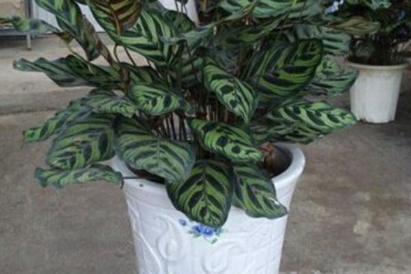 天鹅绒竹芋叶子发黄耷拉怎么办(附解决方法) 天鹅绒竹芋叶子发黄耷拉的原因