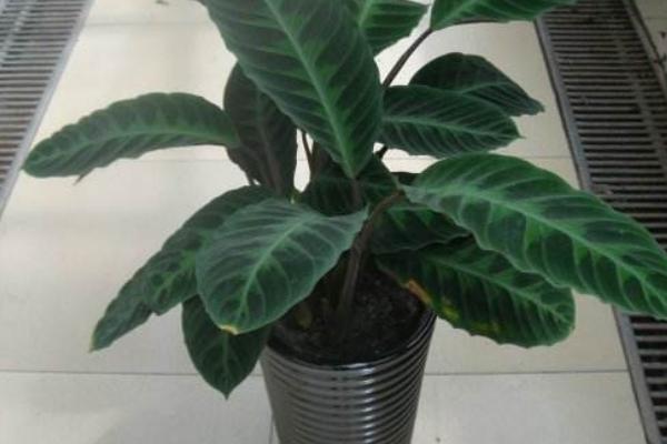 天鹅绒竹芋叶子发黄耷拉怎么办(附解决方法) 天鹅绒竹芋叶子发黄耷拉的原因