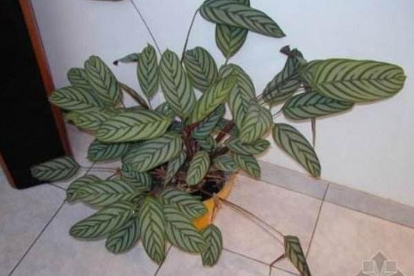 天鹅绒竹芋叶子发黄耷拉怎么办(附解决方法) 天鹅绒竹芋叶子发黄耷拉的原因