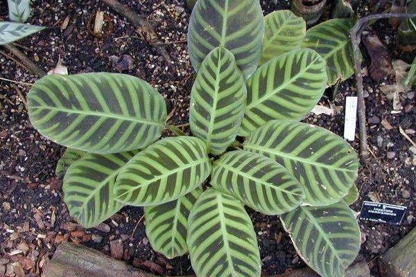 天鹅绒竹芋叶子发黄耷拉怎么办(附解决方法) 天鹅绒竹芋叶子发黄耷拉的原因