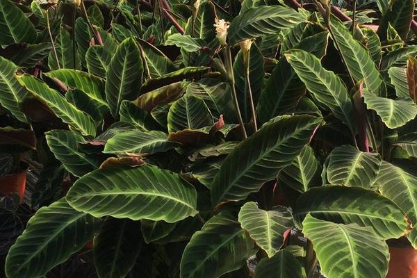 天鹅绒竹芋叶子发黄耷拉怎么办(附解决方法) 天鹅绒竹芋叶子发黄耷拉的原因